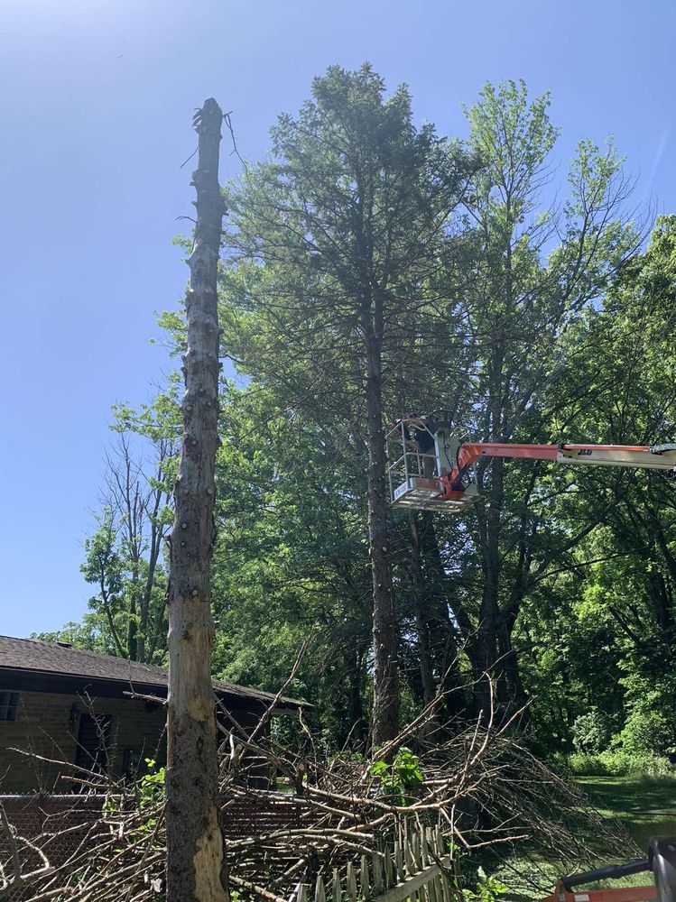 Treework for Nate's Lawn Services in Braidwood, IL