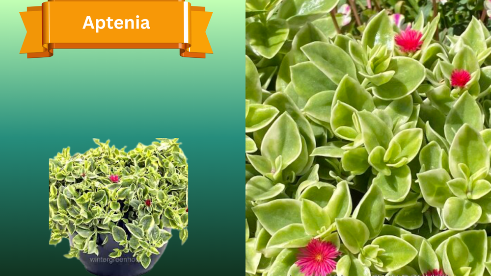 Plant Samples for R.B. & Company in Belleview, FL