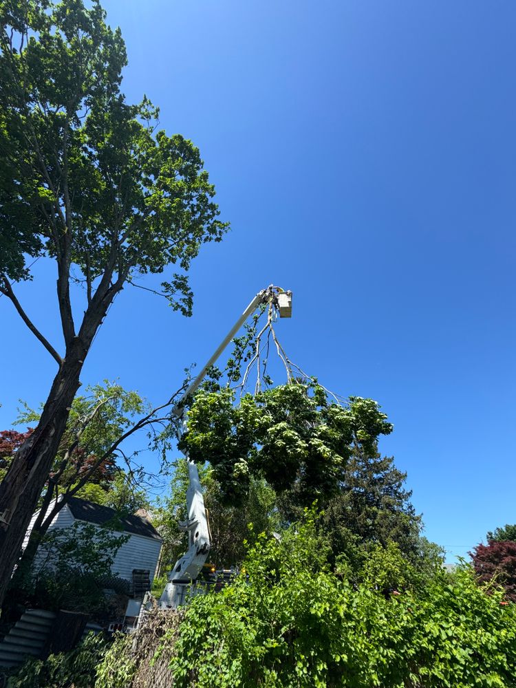 All Photos for Hennessey Tree & Landscape LLC in Oxford,  CT 
