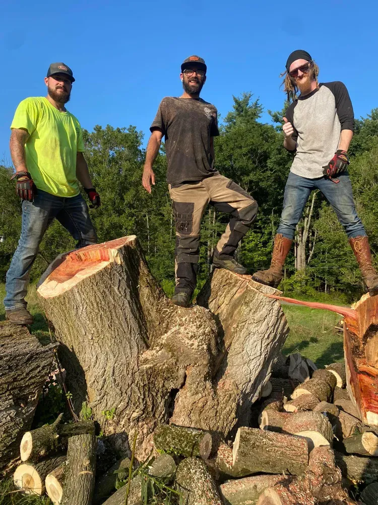 Tree Removal for Licensed to Cut Tree Service in Athens, PA