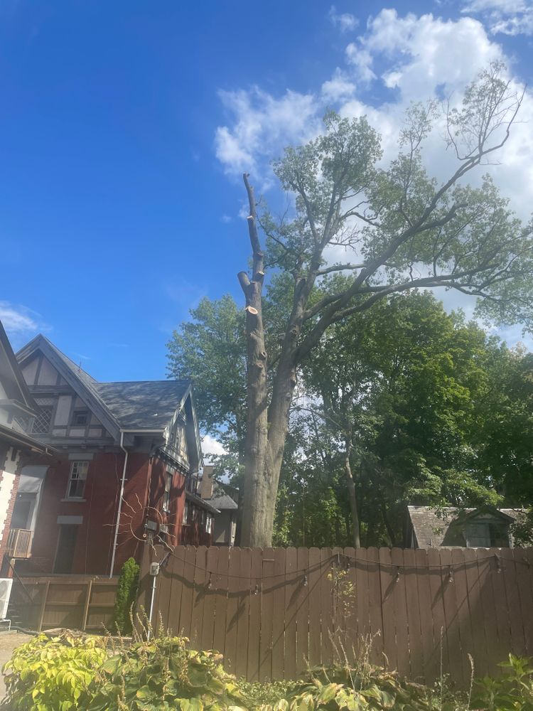 All Photos for TLC Professional Tree Service in Bedford, TX