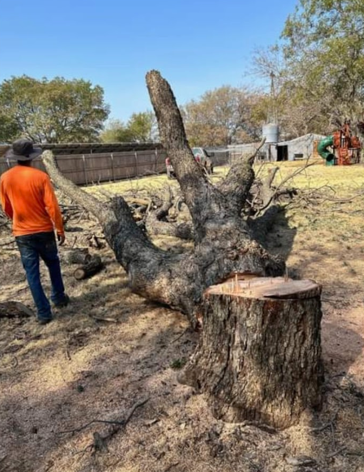 All Photos for Teague Trees and Land Clearing in Rendon, TX