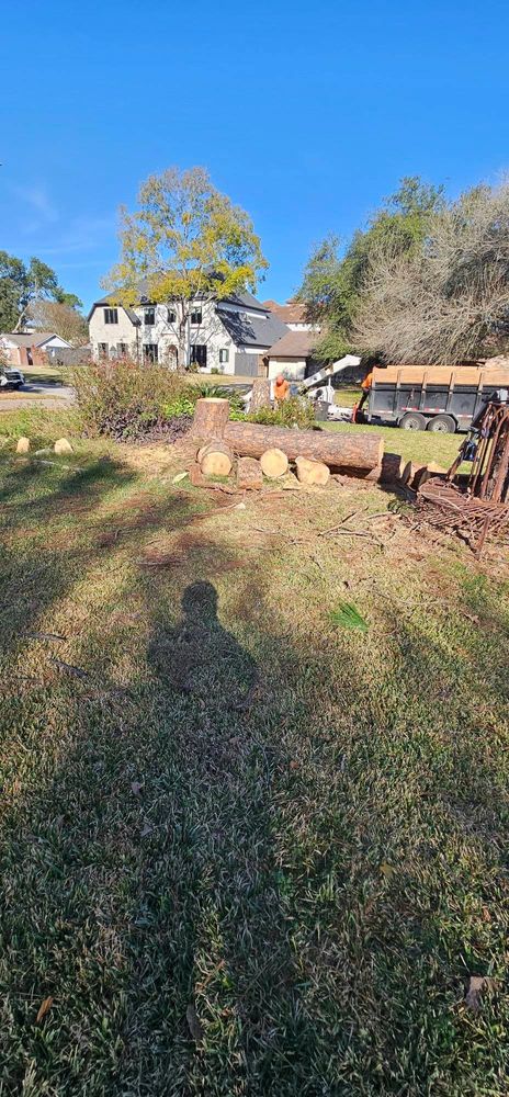 All Photos for Servin's Tree Care  in Houston, TX
