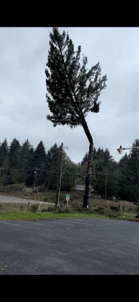 Tree Removal for Ascension Tree Care LLC in Yakima County, WA