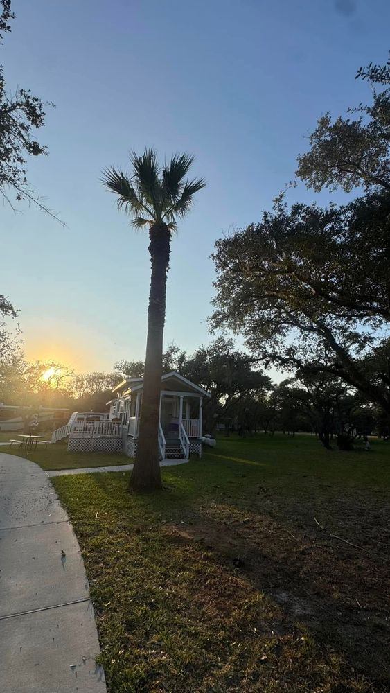 Enhance your landscape with our expert Tree Trimming & Removal service, including precise shrub trimming to ensure healthy growth and aesthetic appeal while maintaining safety and boosting your property's overall value. for CRM Palm & Landscaping in Rockport, TX