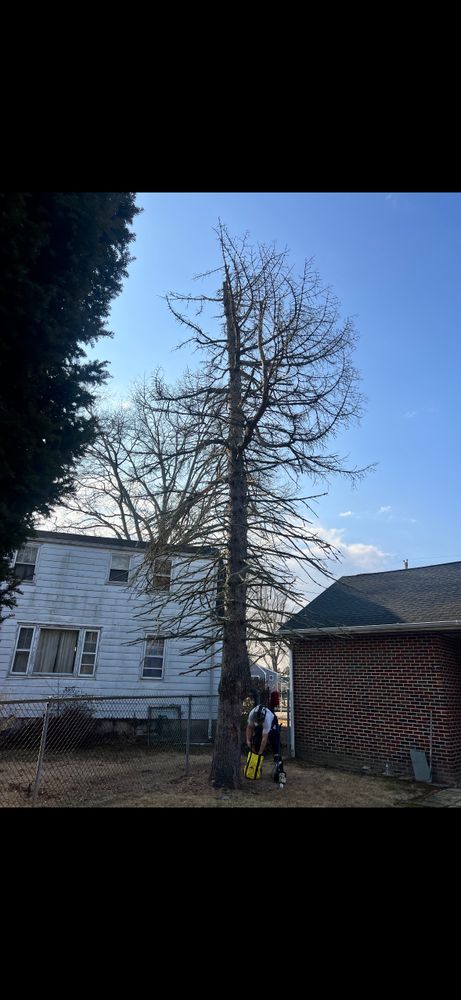 Tree Removal for Melnyk’s Tree Service in Salem County, NJ