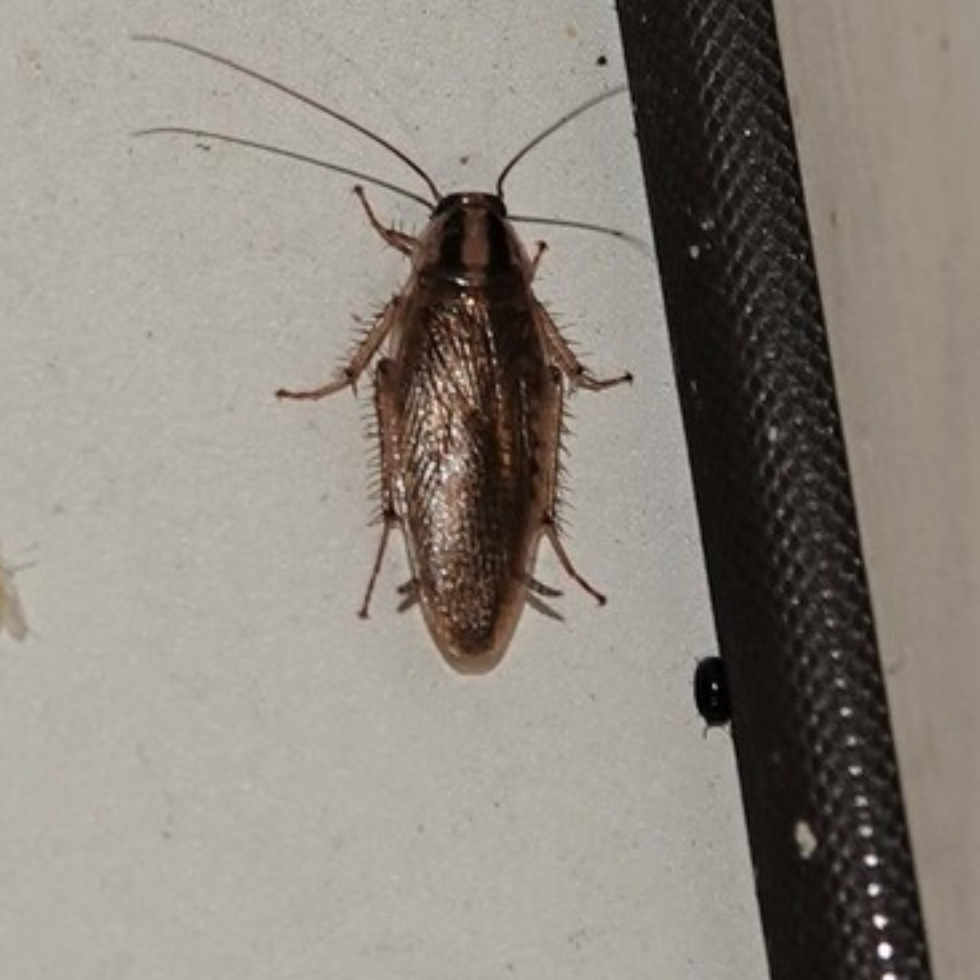 All Photos for Niko's Pest Control in Las Vegas, NV