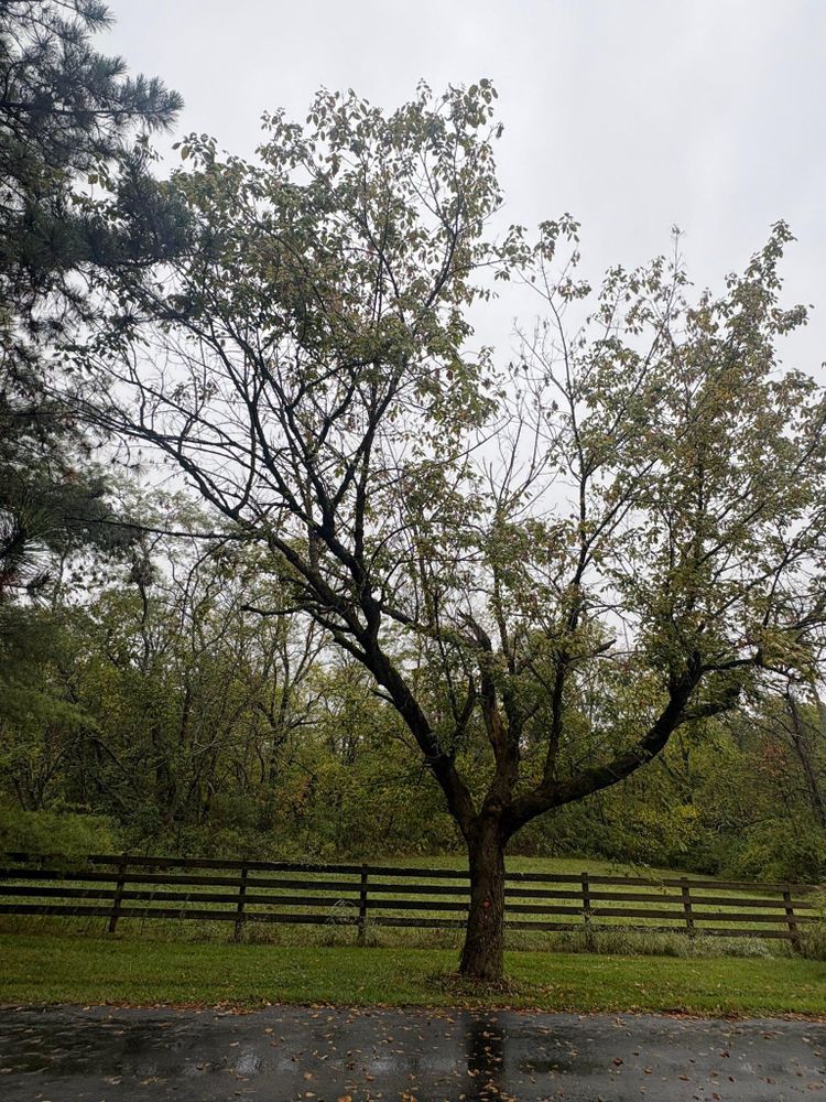 All Photos for Dig-It Tree Company in , 