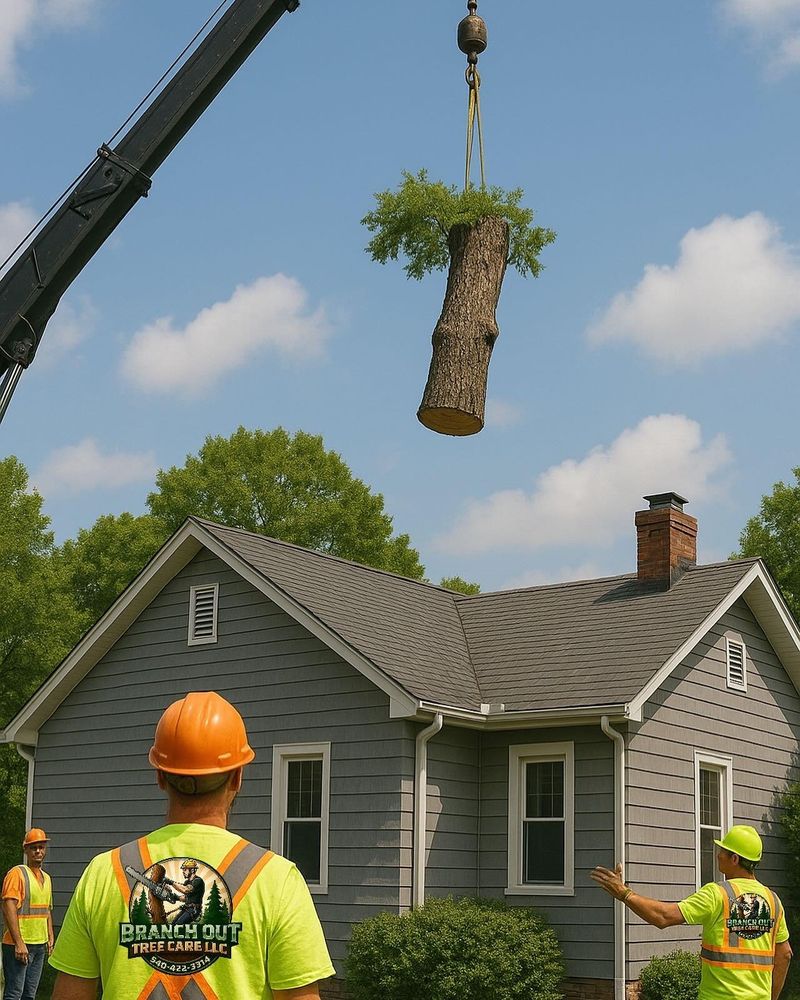 All Photos for Branch Out Tree Care LLC in Fredericksburg, VA