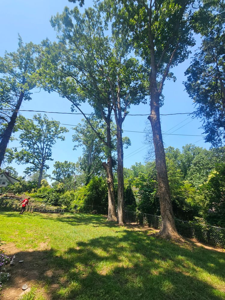 All Photos for Sasquatch Tree Services LLC in Spartanburg, SC