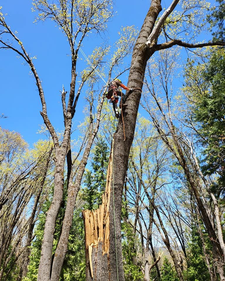 Our Tree Trimming service provides professional pruning and shaping of trees on your property, improving their health and aesthetics while ensuring safety for your home. for Terra Heights Tree Experts & Landscaping  in Grass Valley,  CA