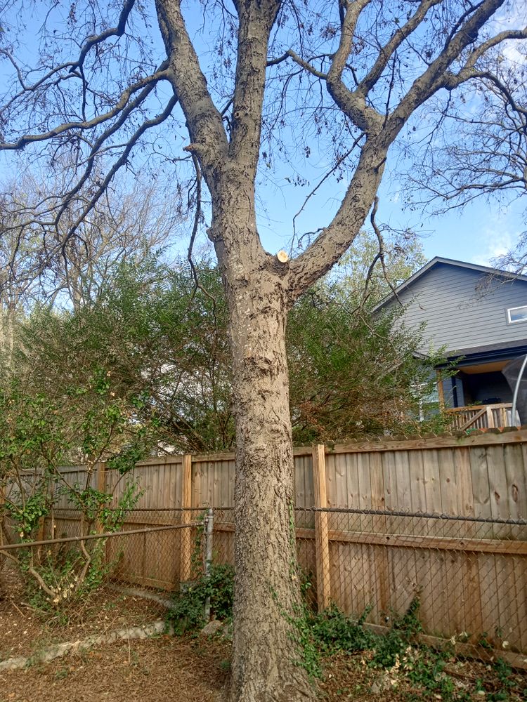 Some of our work for Affordable Tree Service TN in White House, TN