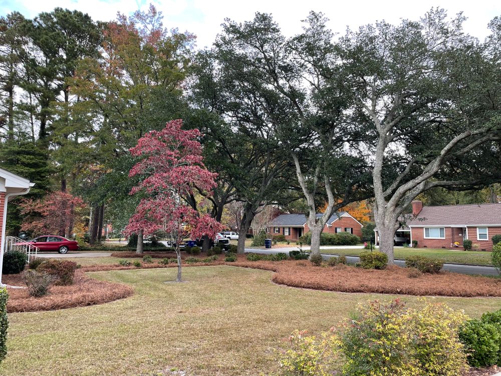 Enhance your landscape with our expert Pine Straw Installation service, ensuring a beautiful and low-maintenance ground cover solution. for Green Works Landscaping in Raleigh, NC