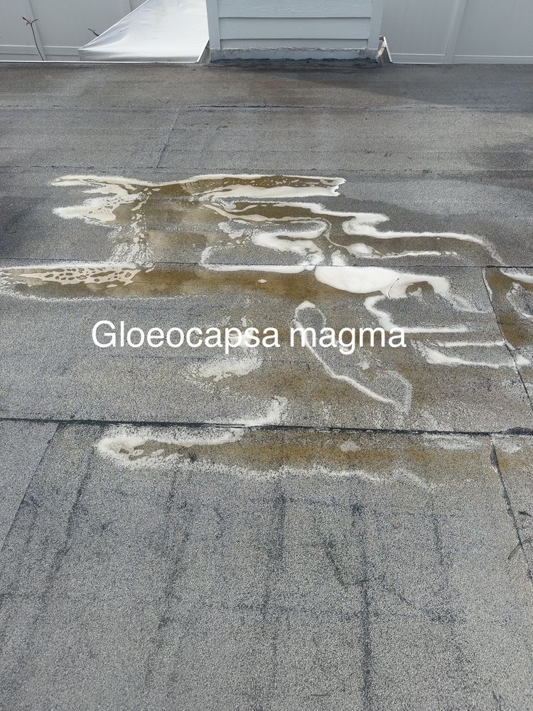 All Photos for My Soft Wash Guys in Venice, FL