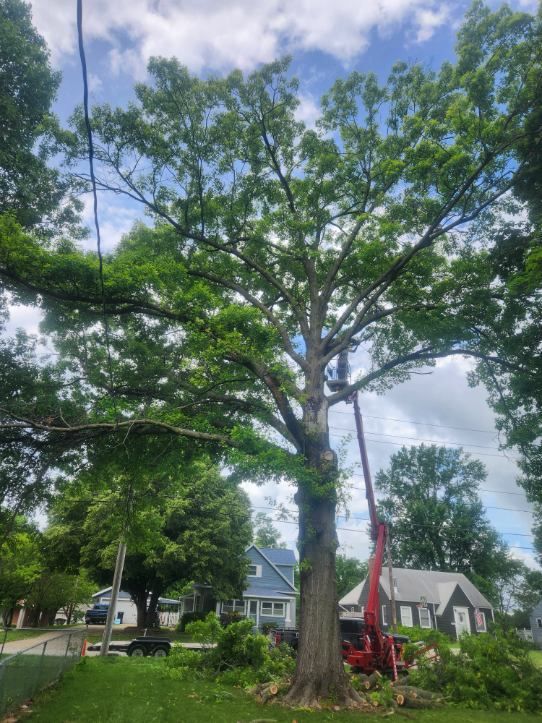 All Photos for Lawn Ranger Yard And Tree Service LLC in Ottumwa, IA