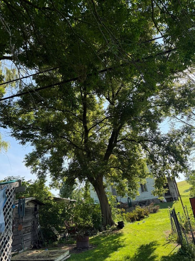 All Photos for Sterlings Tree Removal in Cobleskill, New York