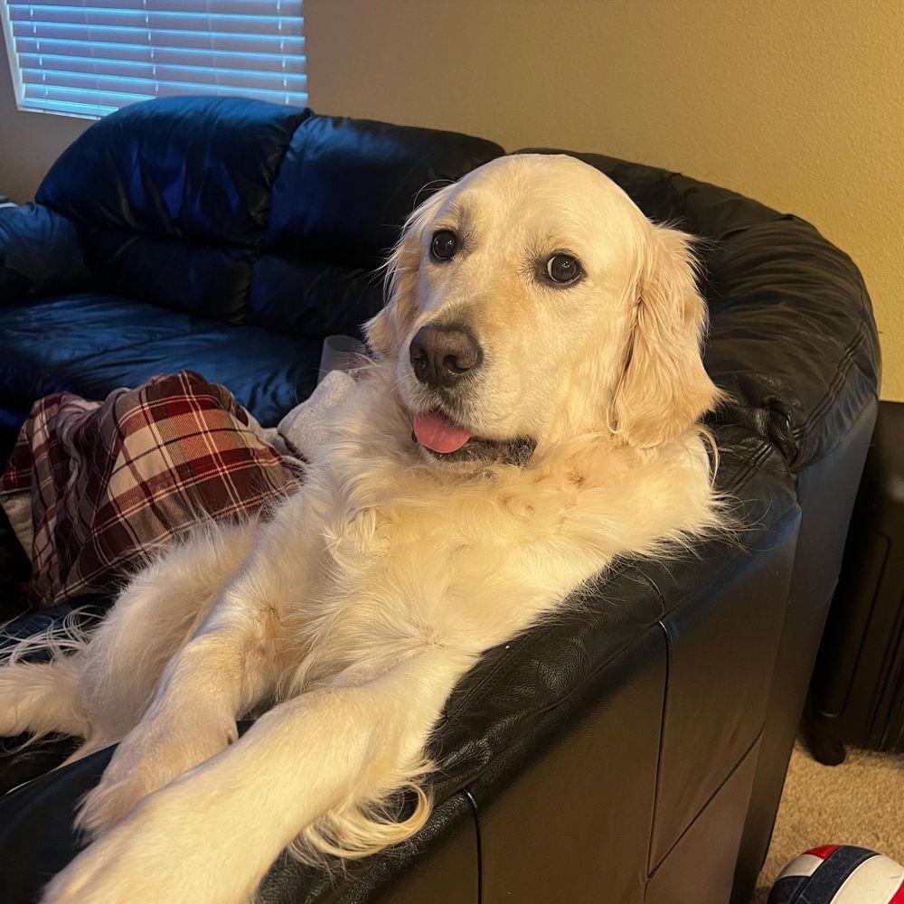 All Photos for Dumbo's Doggy Doors in City of Sammamish, WA