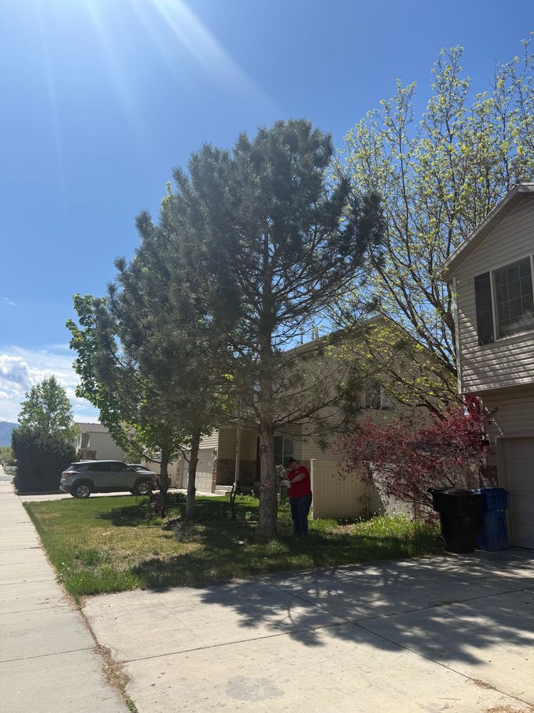 All Photos for Platinum Lawn Service in Santaquin, UT