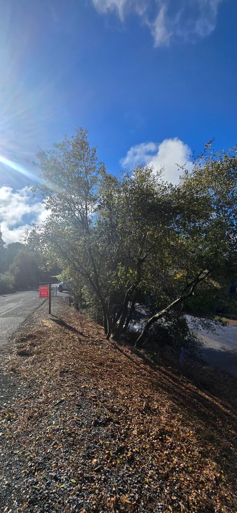 All Photos for George Staddan's Professional Tree Care in Placerville, CA