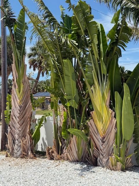 All Photos for Team Tolson Landscape in Tampa Bay, FL