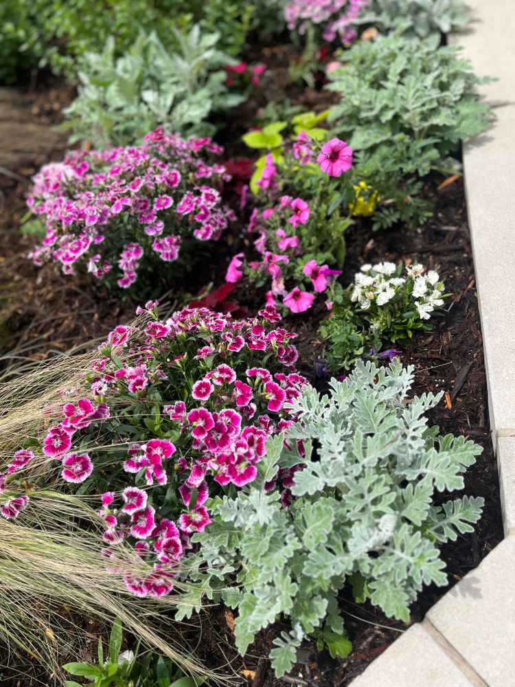 Seasonal Color for Urban Lawn & Landscape in Oklahoma City, OK