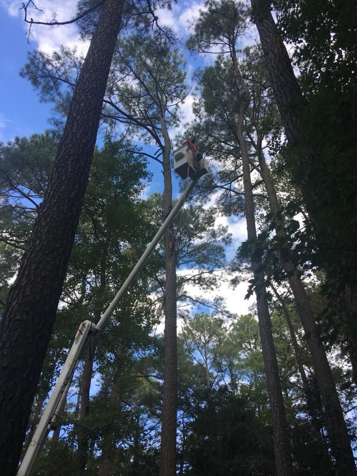Tree Services for Leonard’s Tree Service in Toano, VA
