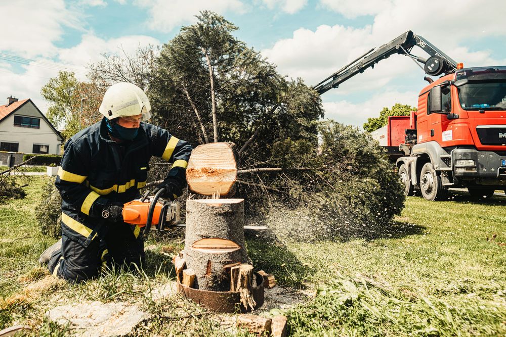 Tree Removal for W D Giampa Lawns and Landscape Inc. in Manassas, VA