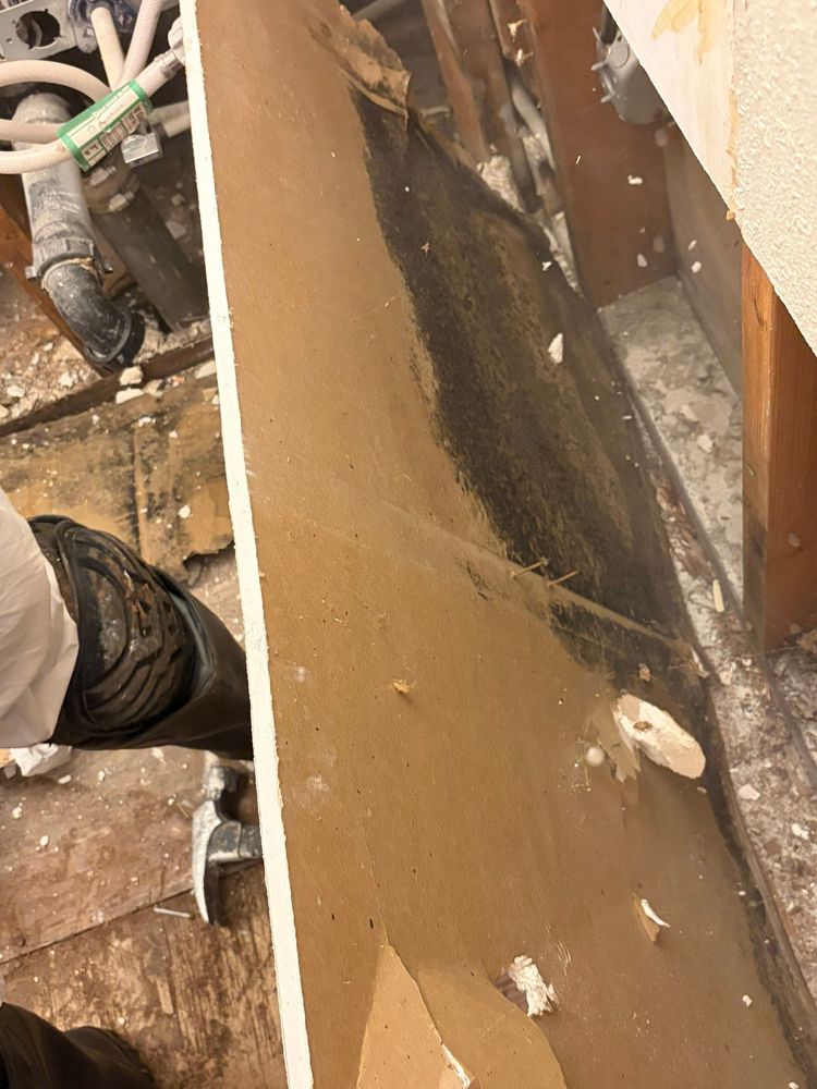 Mold for ACM Environmental in Salt Lake City, UT