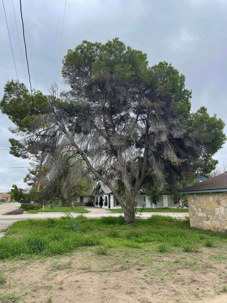 Tree Removal for Neighborhood Lawn Care and Tree Service  in San Antonio, TX