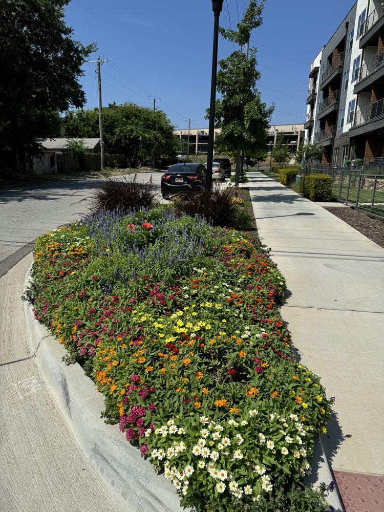 Summer flowers for Guerrero's Landscape in Fort Worth,  TX