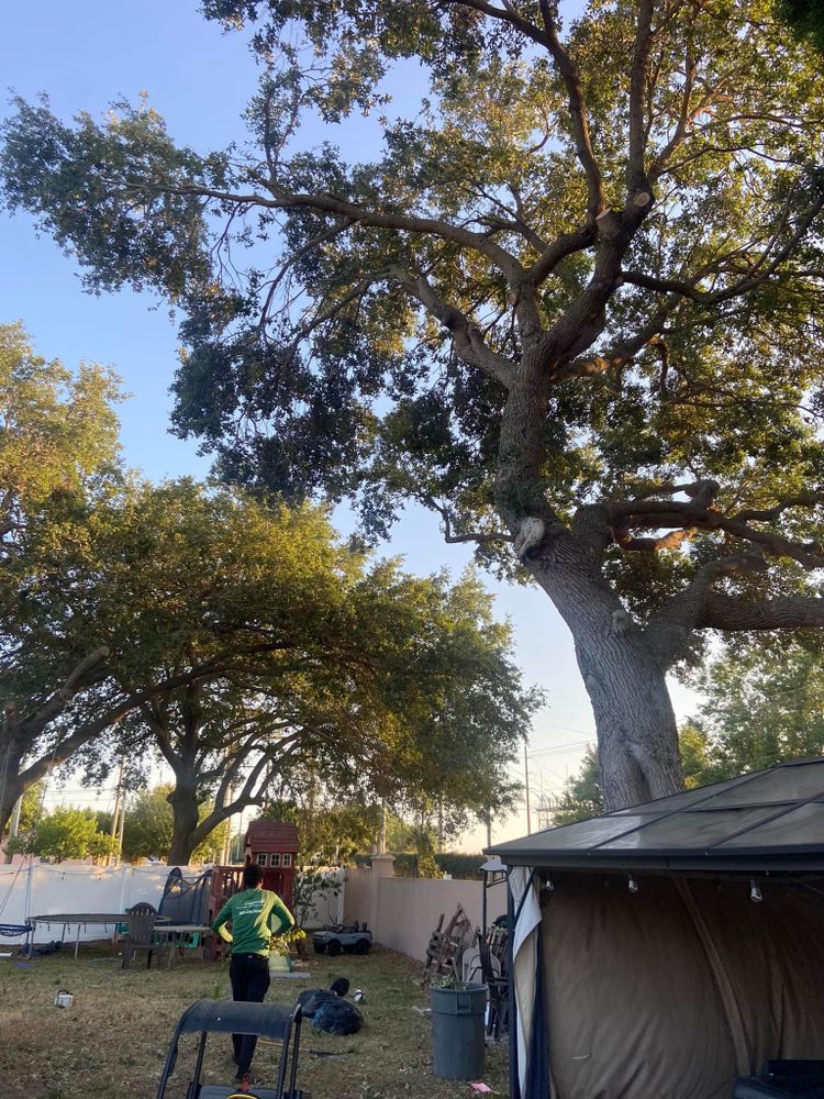 All Photos for Efficient and Reliable Tree Service in Lake Wales, FL