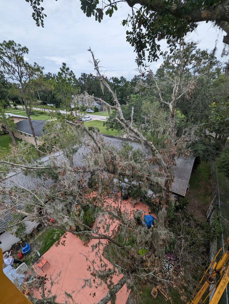 All Photos for Regal Tree Service and Stump Grinding in Wauchula, FL
