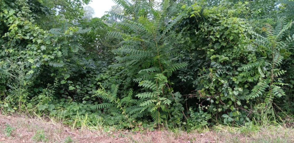 All Photos for Lawn Ranger Yard And Tree Service LLC in Ottumwa, IA