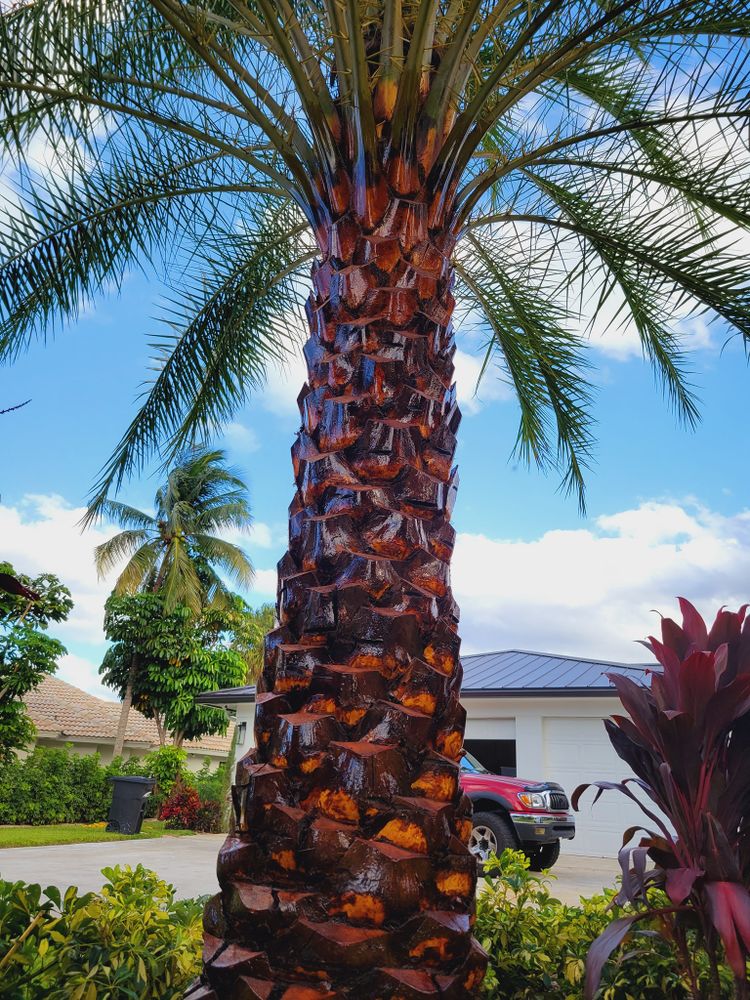 All Photos for L & J Palm Tree & Lawn Care Services in Jupiter, FL