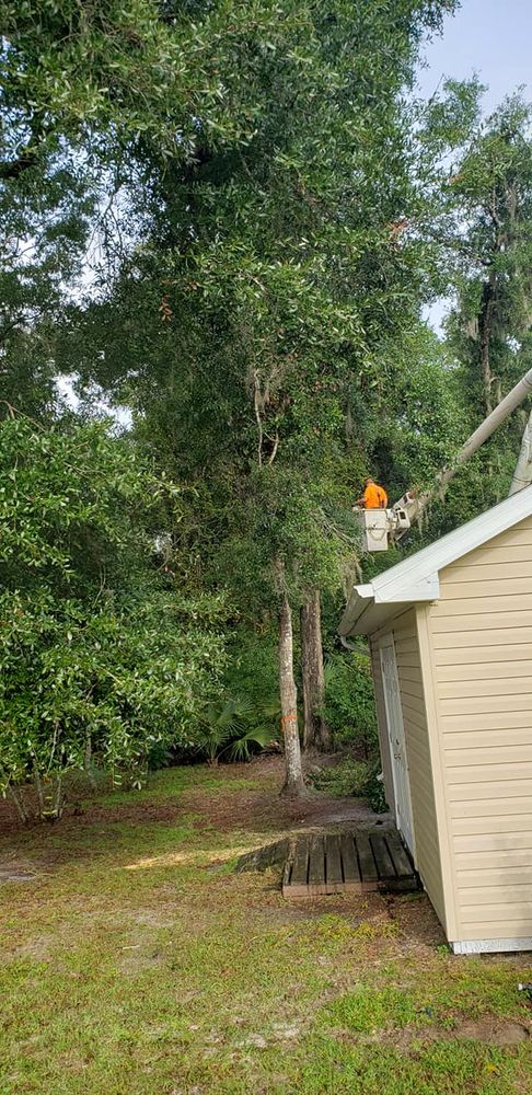 Tree Removal for Daniel Hickey’s Tree Service in DeLand, FL