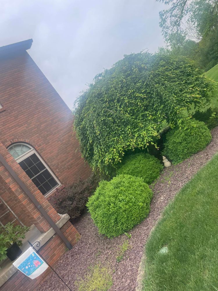 Enhance your home's curb appeal with our expert shrub trimming service, ensuring healthy growth and a polished landscape. Our skilled team provides precise shaping to keep your greenery looking vibrant year-round. for Kehl Lawn and Landscape in Athens, OH