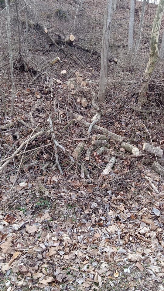 Fall and Spring Clean Up for Hayes Tree And HandyMan Services LLC in , 