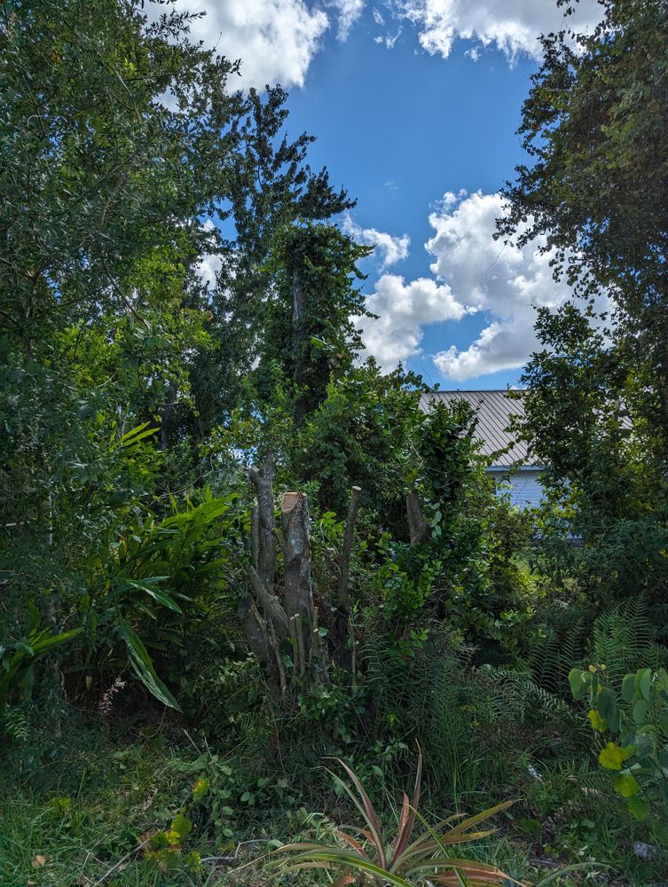 All Photos for Regal Tree Service and Stump Grinding in Wauchula, FL