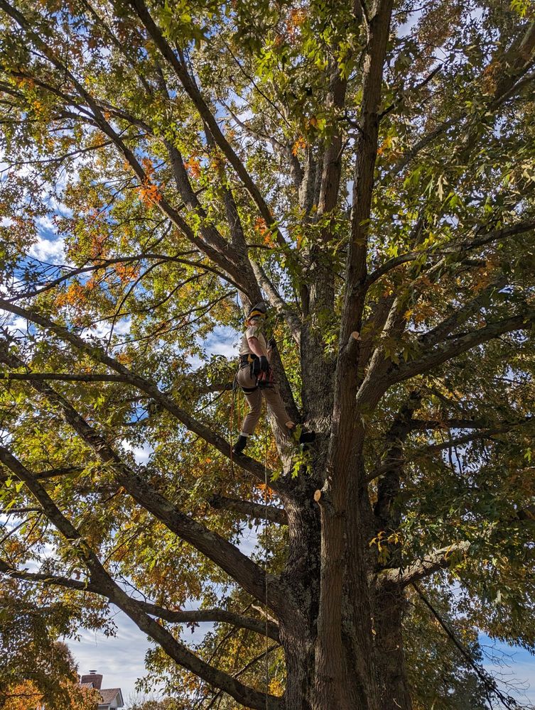 Other Services for Affordable Tree Service TN in White House, TN