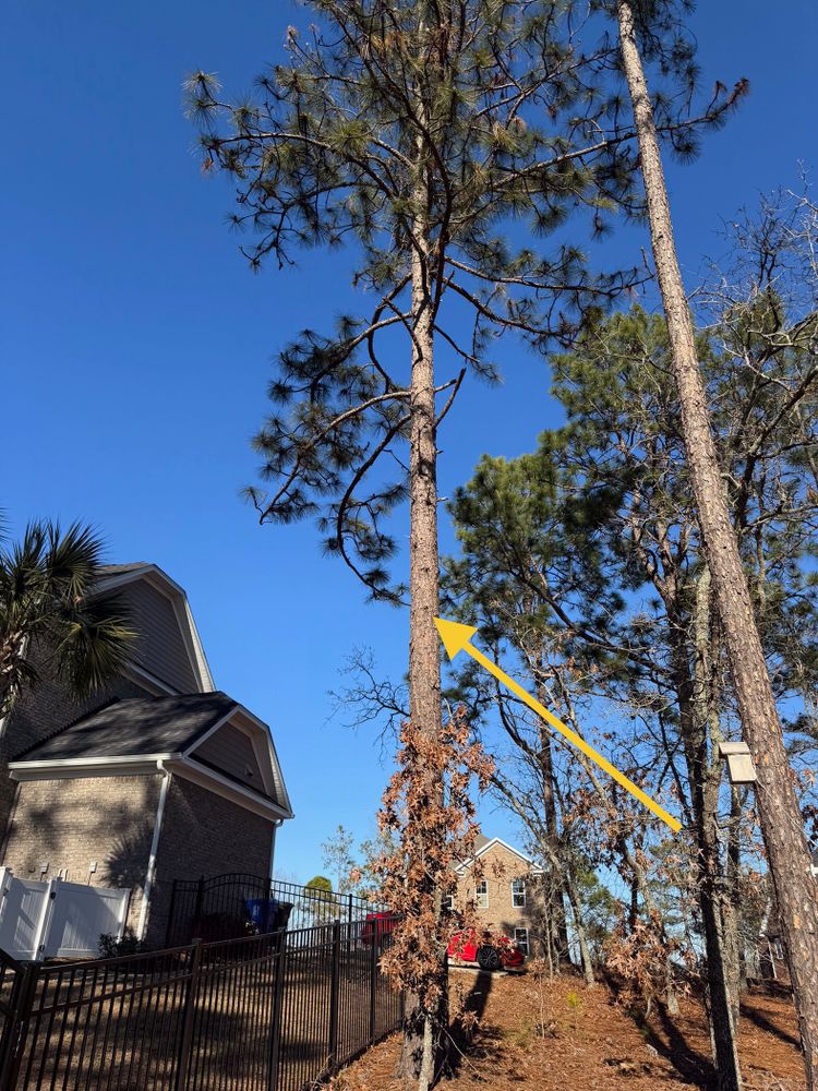 All Photos for Tucker's Tree Service and Stump Grinding in Lugoff, SC