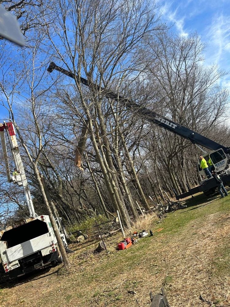 Tree Removal for Fransen's Tree Service  in Freeport, IL