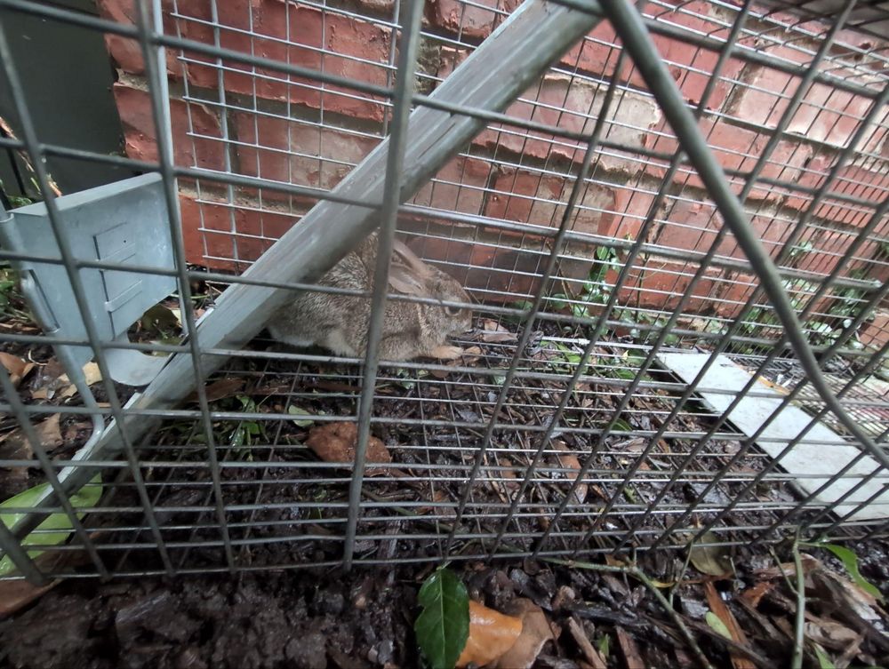 All Photos for Topper's Wildlife Removal in Garland, TX