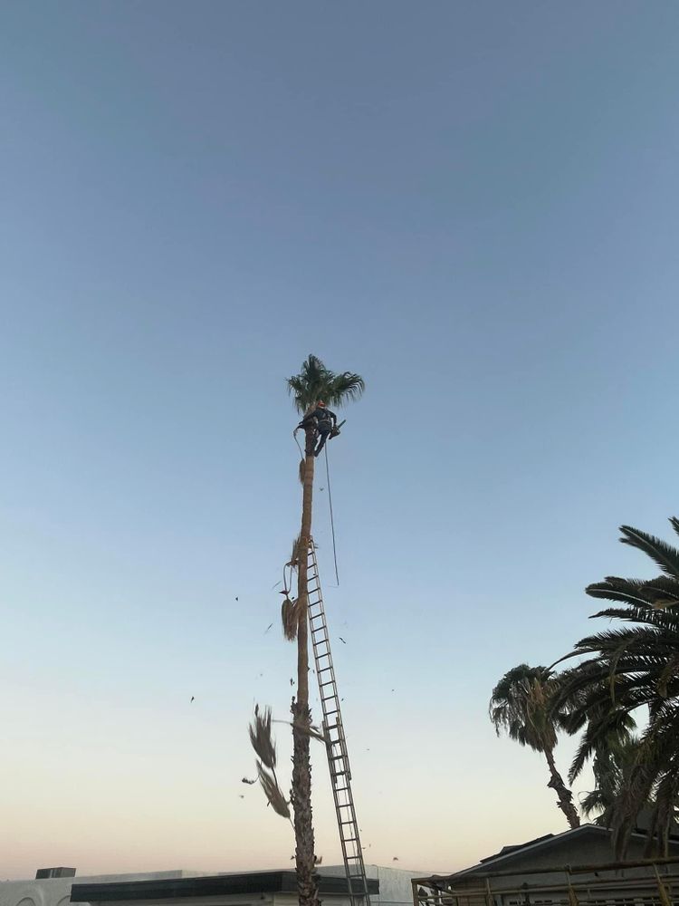 All Photos for Oliver L. Palm & Tree services in Yuma County, AZ