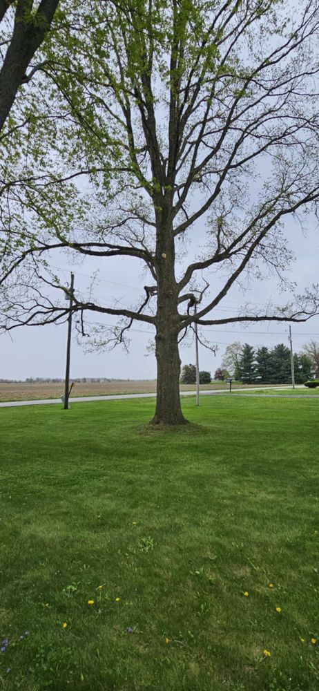 Pruning & Trimming & Shaping for Highborn Tree Service in Wheatfield, IN