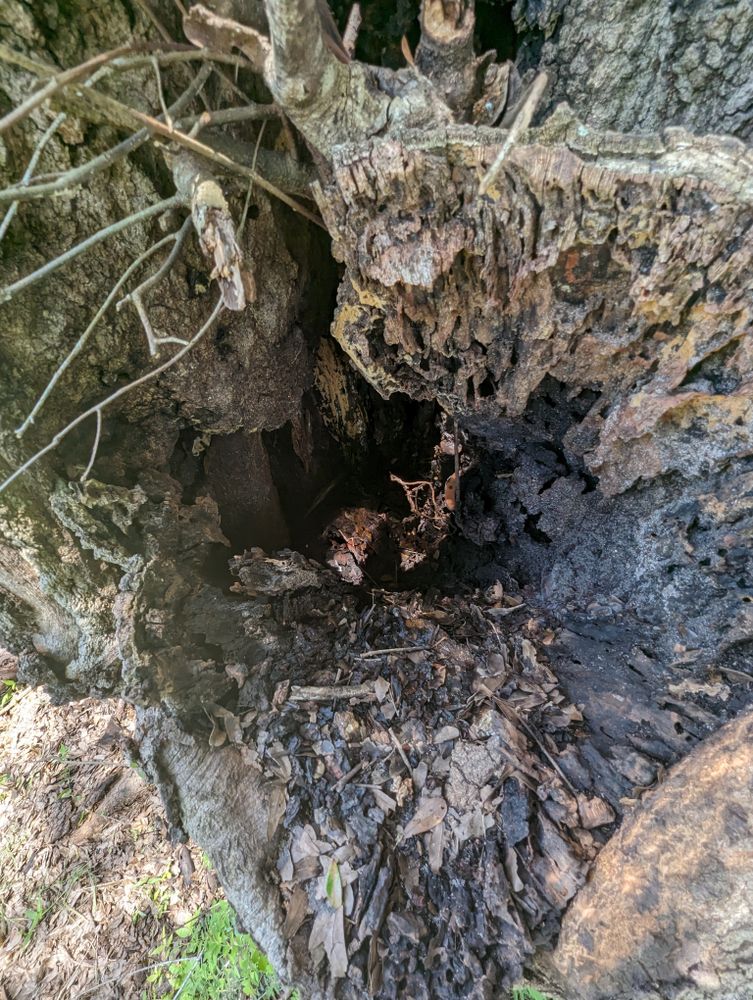 All Photos for Regal Tree Service and Stump Grinding in Wauchula, FL