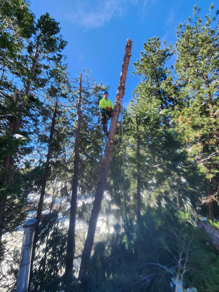 All Photos for George Staddan's Professional Tree Care in Placerville, CA