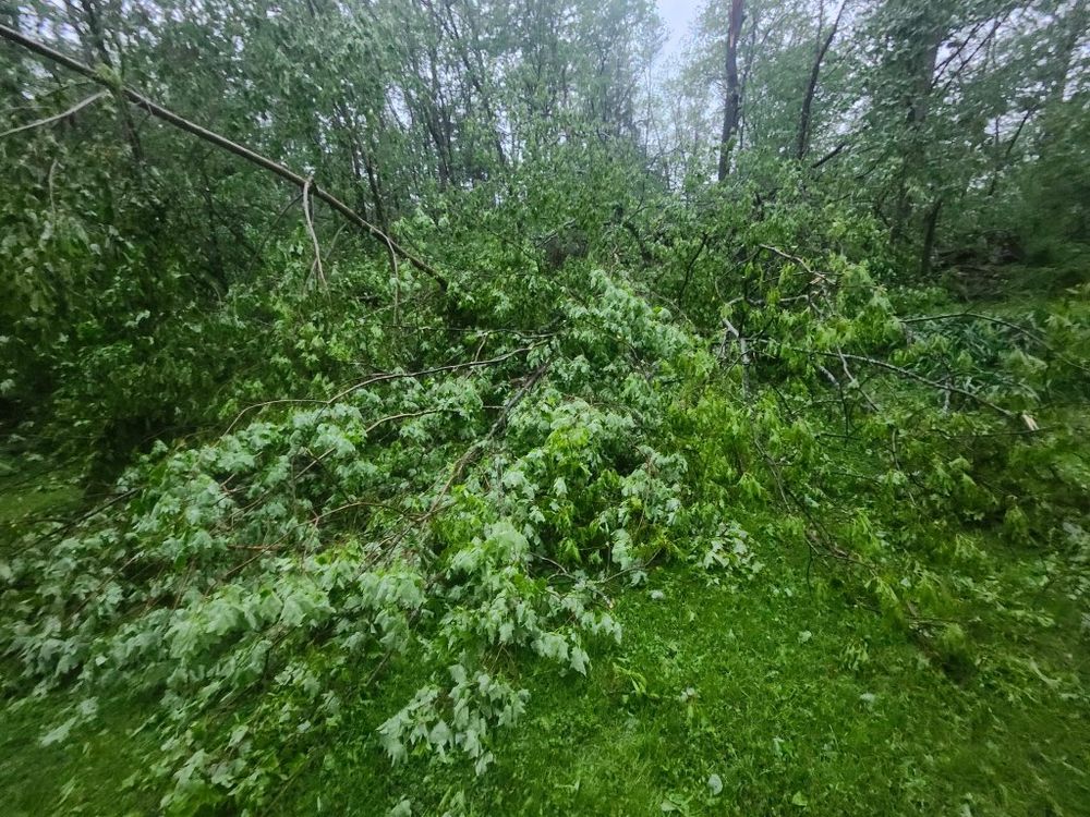 All Photos for Clifford’s Quality Tree Care & Landscaping in Enfield, NH