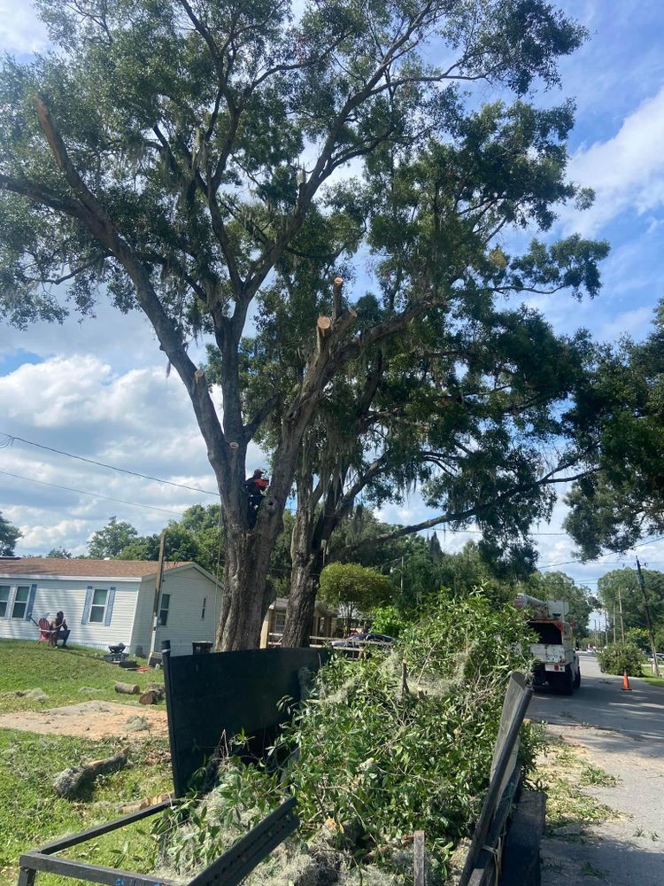 Fall and Spring Clean Up for Efficient and Reliable Tree Service in Lake Wales, FL