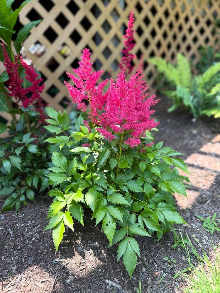 All Photos for Ardisi Property Maintenance LLC in Poughkeepsie, NY 
