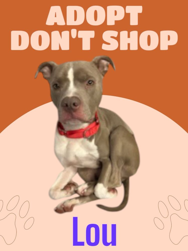 All Photos for Curbside Clips Mobile Grooming in Roachdale, Indiana
